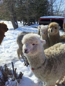 Alberta Rose Alpacas