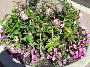 Flowers at the Fairmont