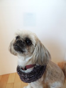 Dog neck warmer or is it an ear warmer?