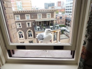 Seagull Watching